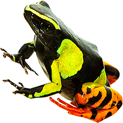 Painted Mantella